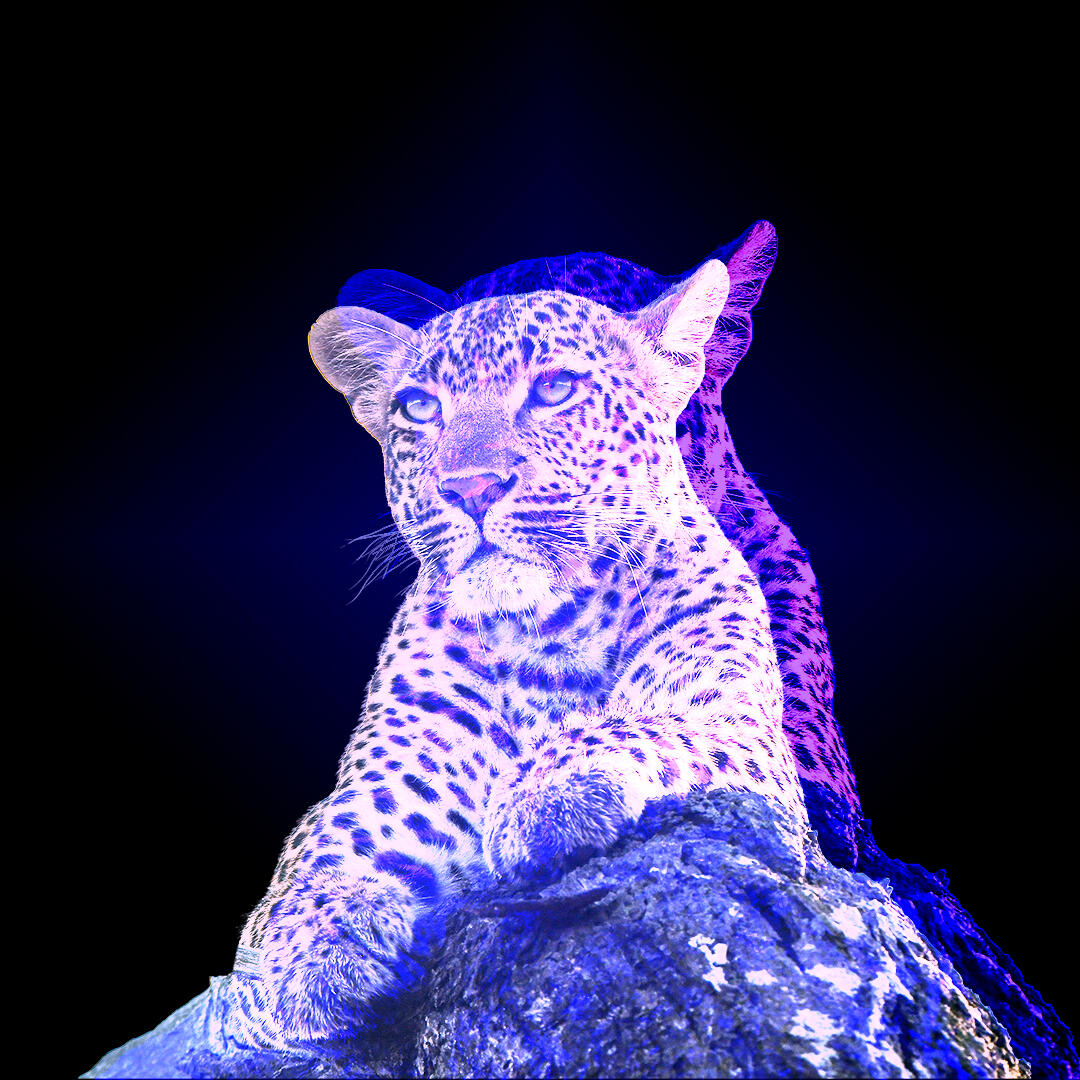 duotone image of leopard